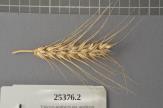 Click for 1 image(s) for this accession. Spike
